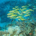Mulloidichthys vanicolensis (Gelbflossenmeerbarbe)